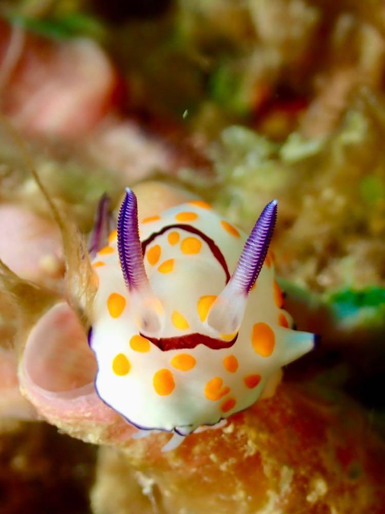 Dive+領路人的帖子