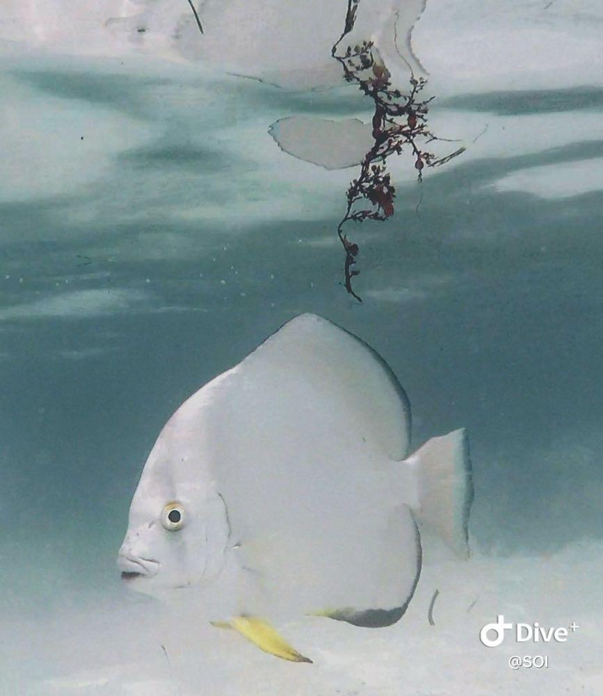 Dive+ Post Selection