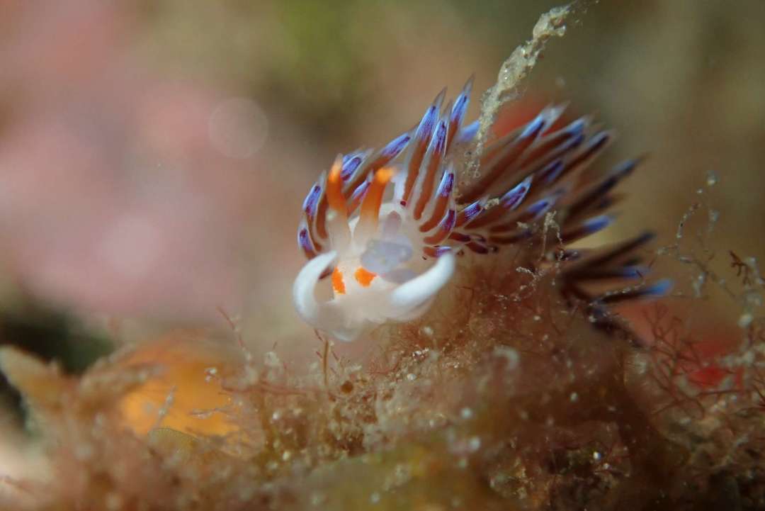 Dive+领路人的帖子