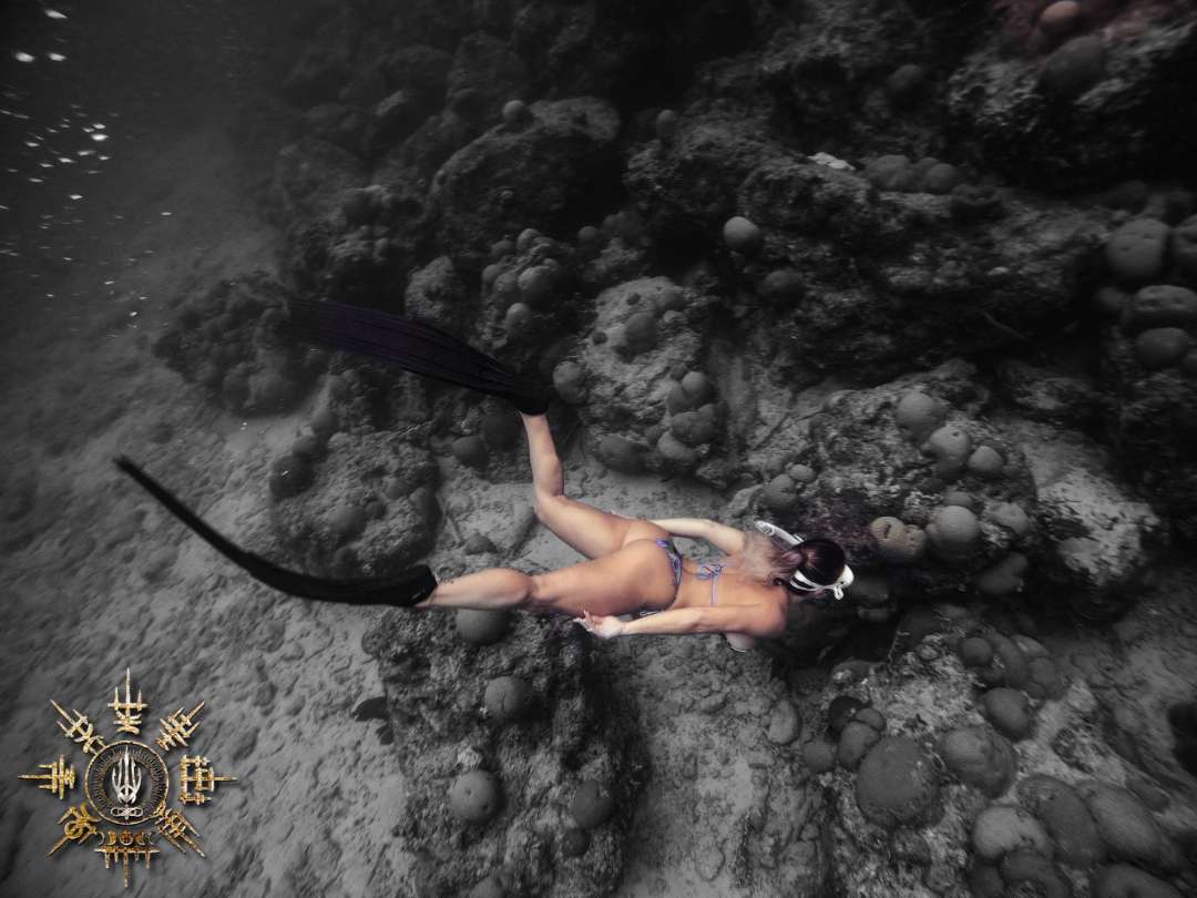 Dive+领路人的帖子