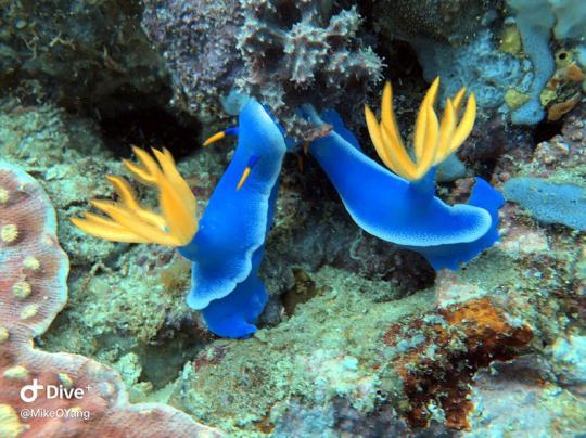 Dive+社區(qū)熱門(mén)帖子