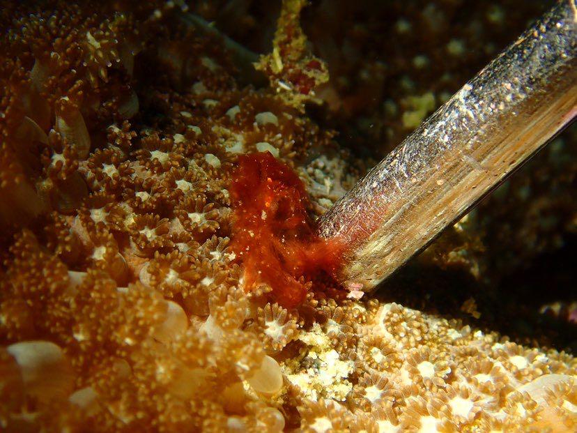 Dive+ Post Selection