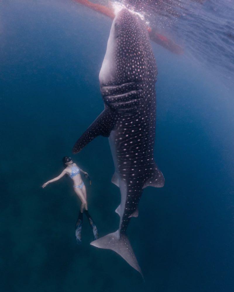 Dive+領路人的帖子