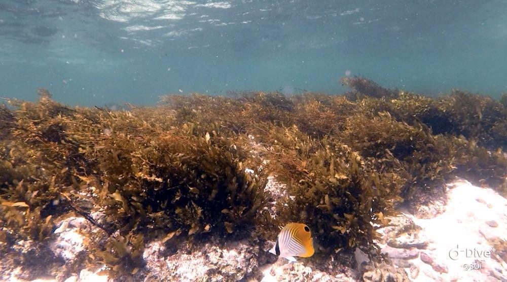 Dive+ Post Selection