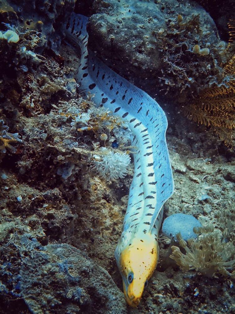 Dive+領(lǐng)路人的帖子