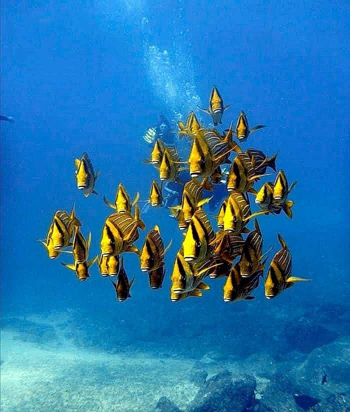 Dive+领路人的帖子
