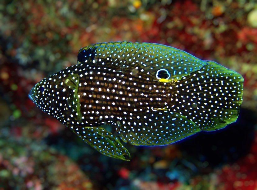 Dive+ Post Selection