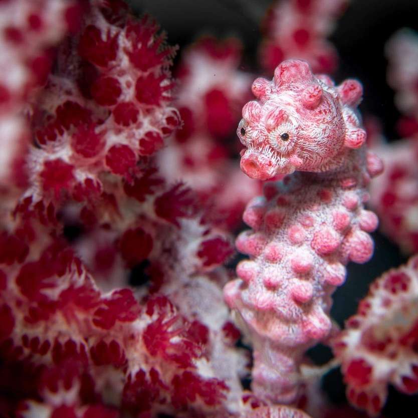 Dive+領(lǐng)路人的帖子