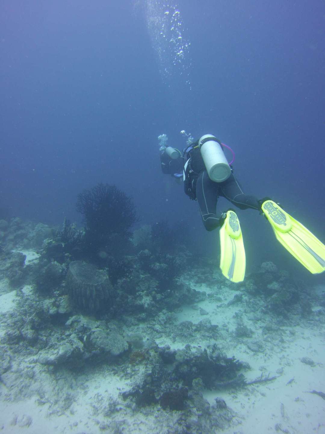 Dive+领路人的帖子