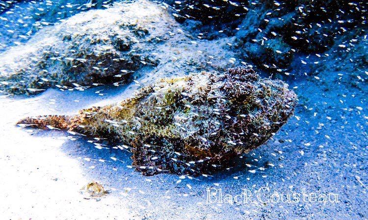 Dive+领路人的帖子