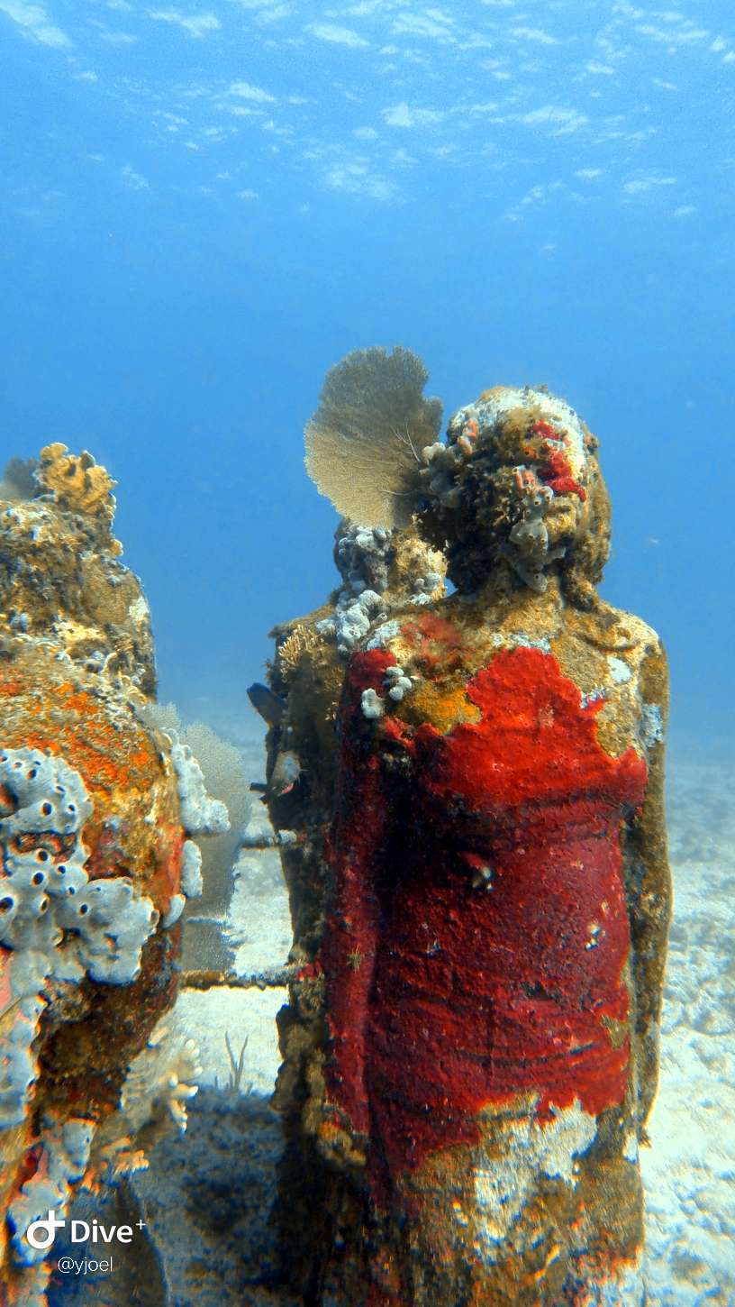 Dive+ Log Selection
