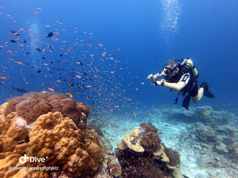 Dive+领路人的帖子