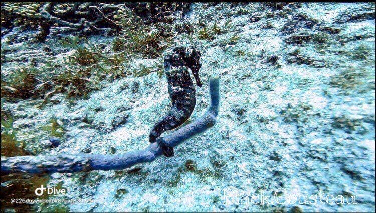 Dive+领路人的帖子