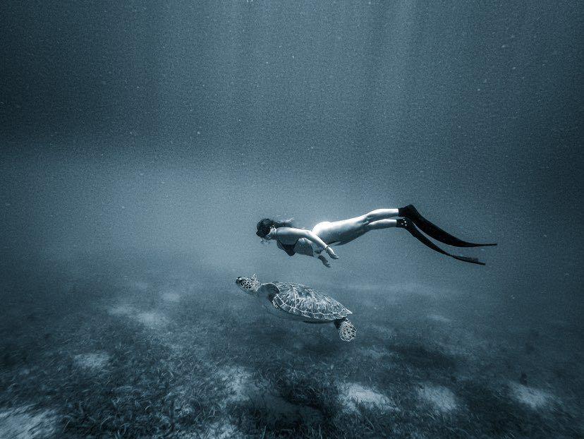 Dive+领路人的帖子