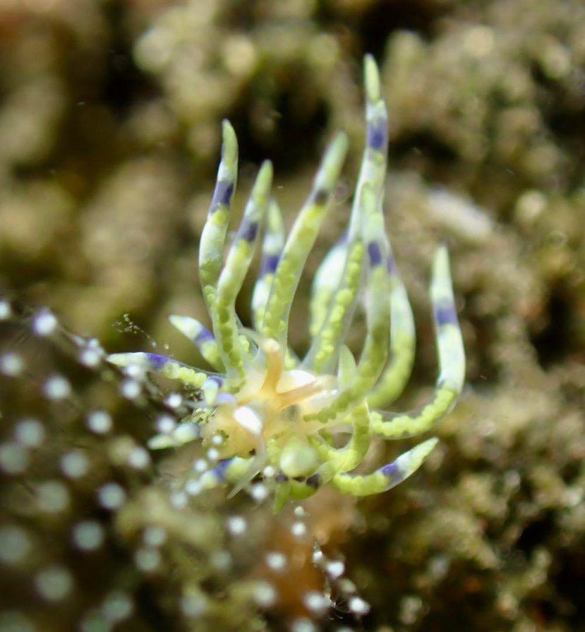 Dive+ Post Selection