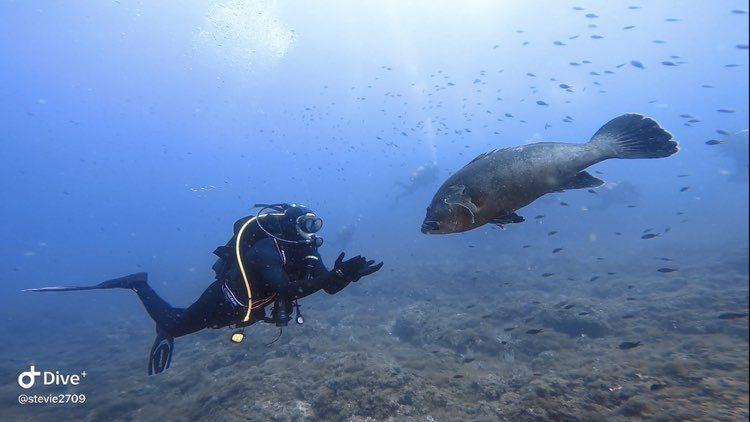 Dive+领路人的帖子