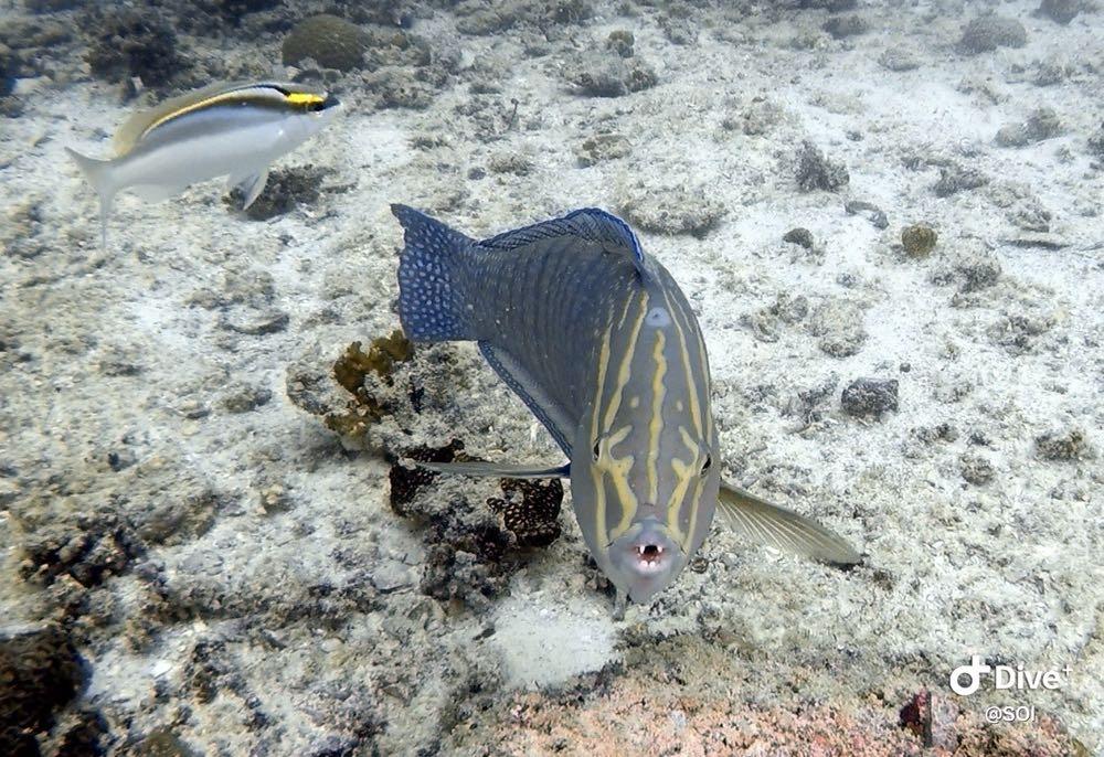 Dive+ Post Selection