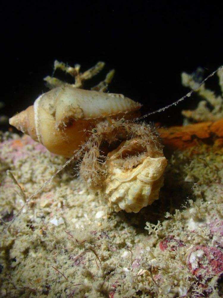 Dive+ Post Selection