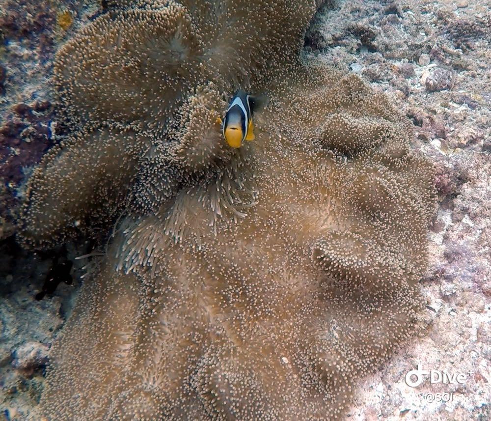 Dive+ Post Selection