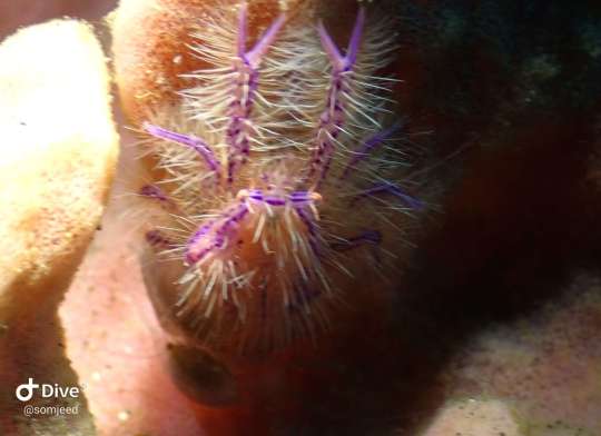 Dive+社區(qū)熱門帖子