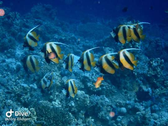 Dive+社區(qū)熱門帖子