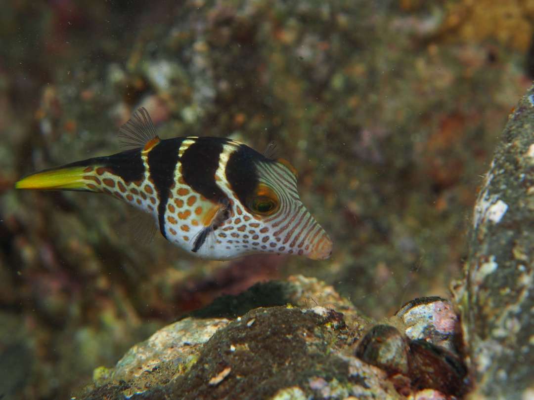Dive+领路人的帖子