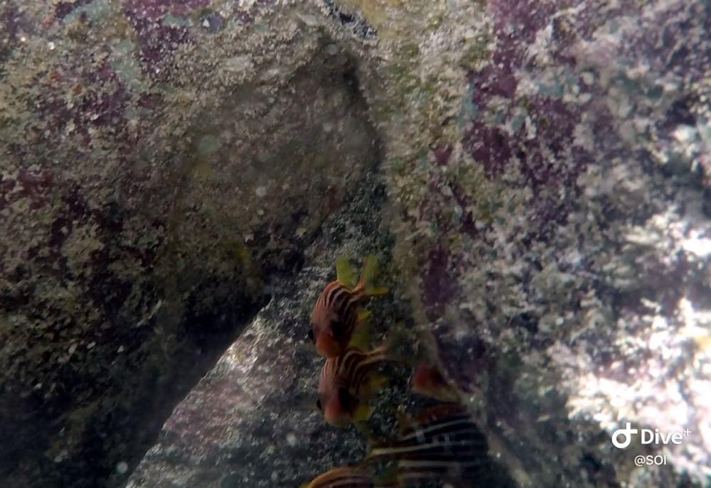 Dive+ Post Selection