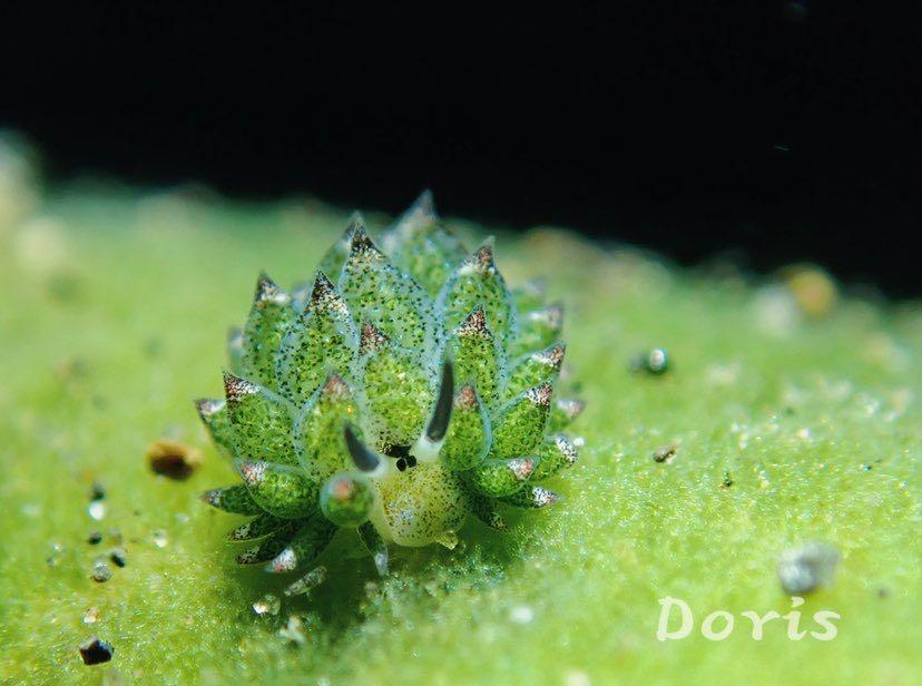 Dive+ Post Selection