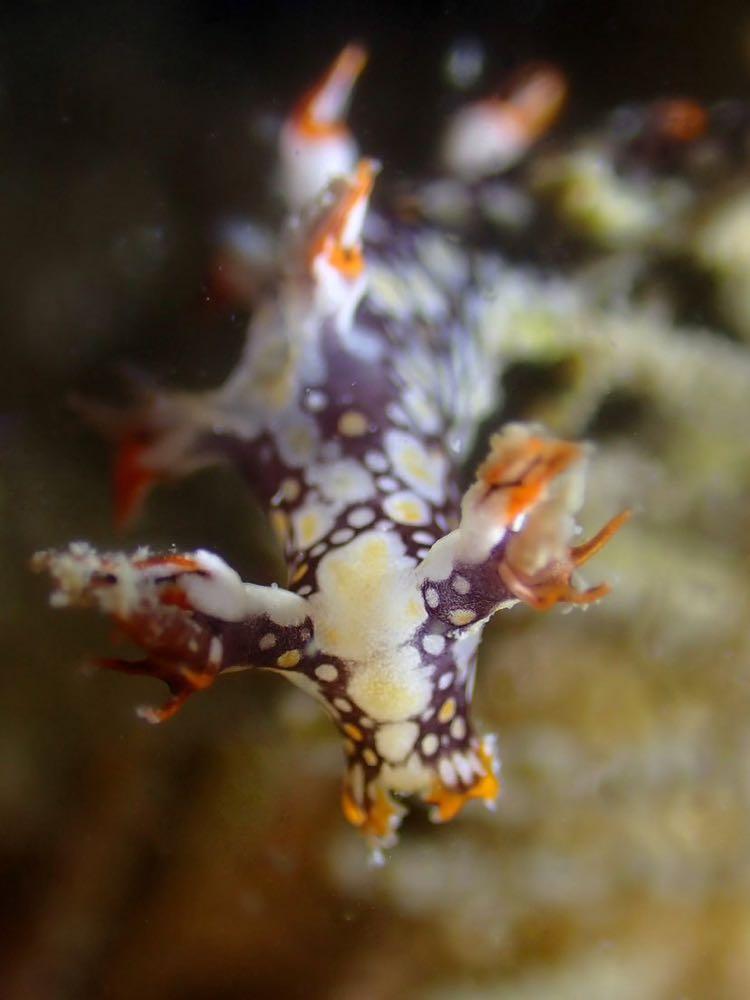 Dive+ Post Selection