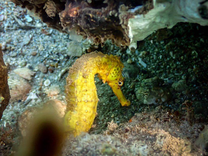 Dive+領路人的帖子