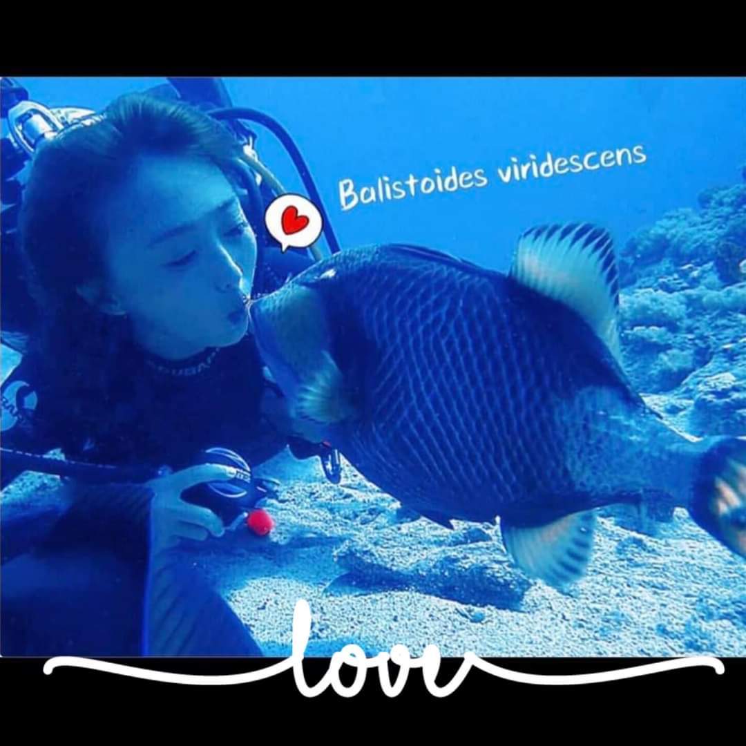 Dive+领路人的帖子