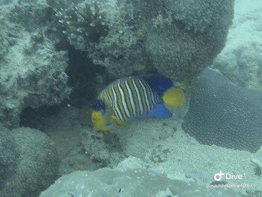 Dive+社區(qū)熱門(mén)帖子