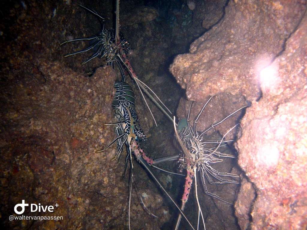 Dive+领路人的帖子