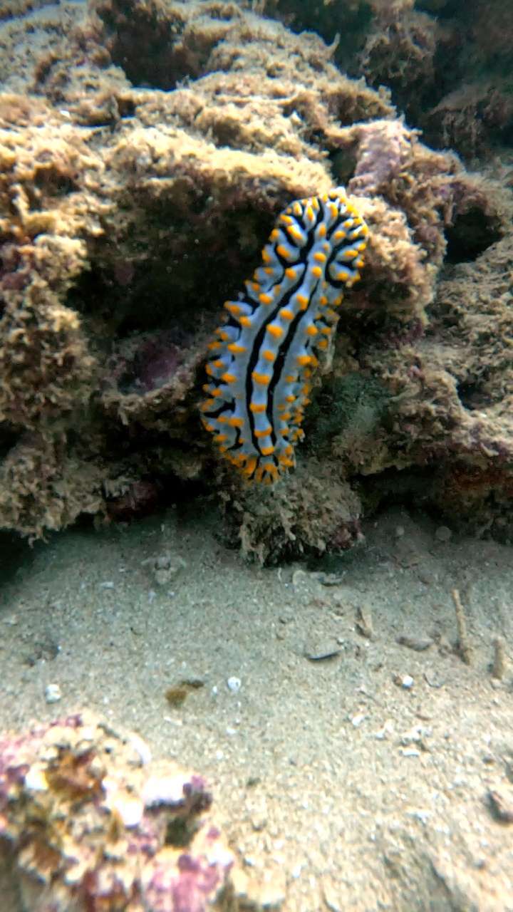 Dive+领路人的帖子