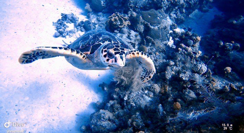Dive+领路人的帖子