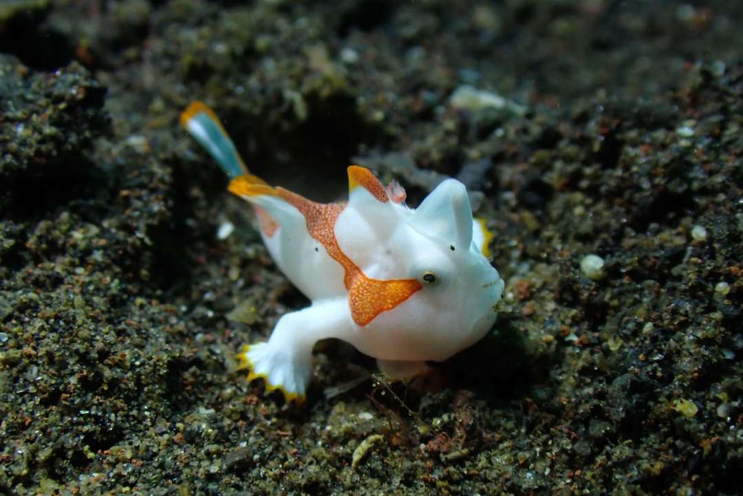 Dive+ Post Selection