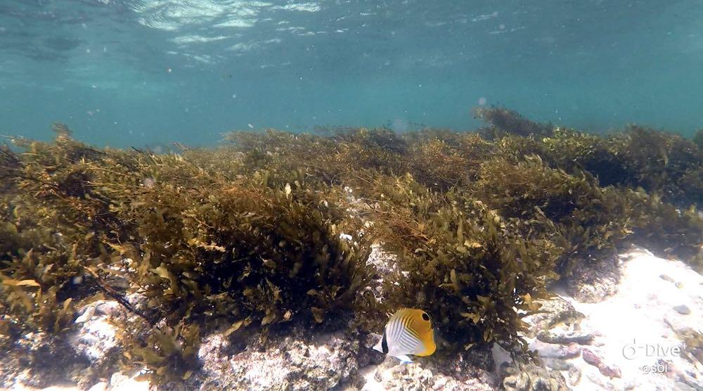 Dive+ Post Selection