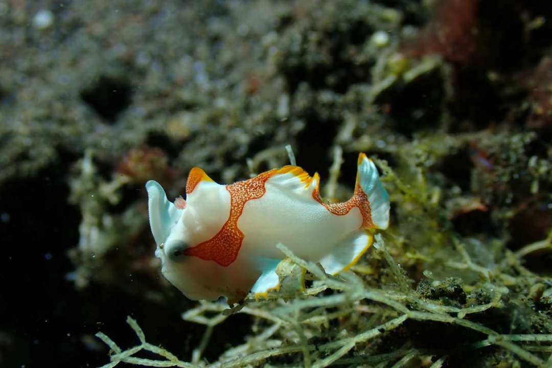 Dive+ Post Selection