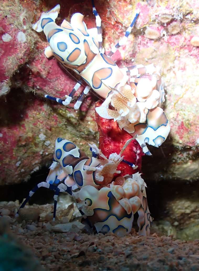 Dive+領路人的帖子