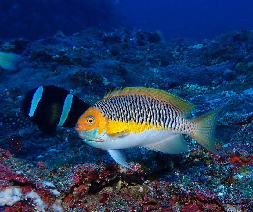 Dive+ Post Selection