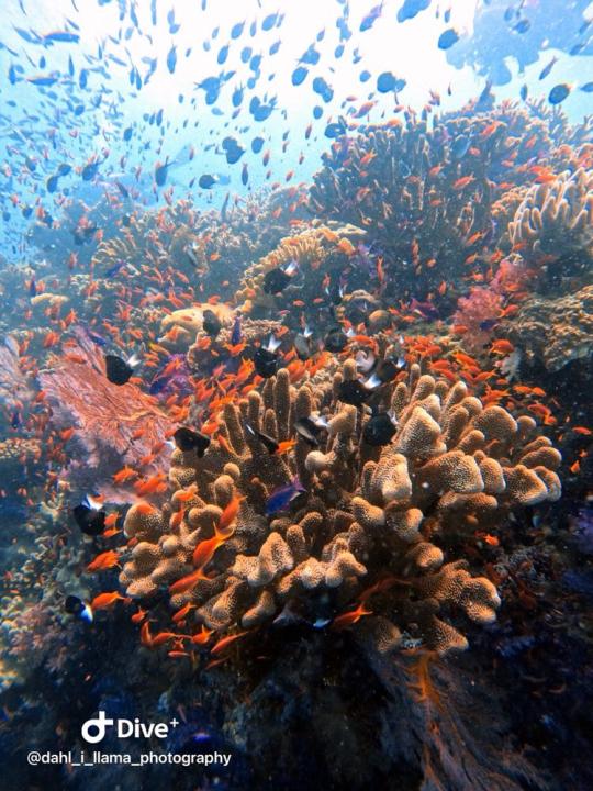 Dive+社區(qū)熱門帖子