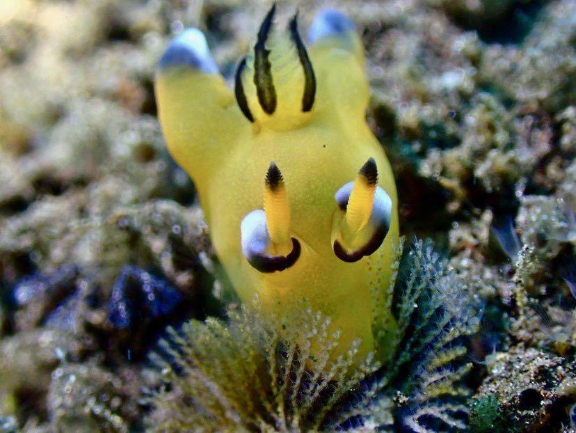 Dive+ Post Selection