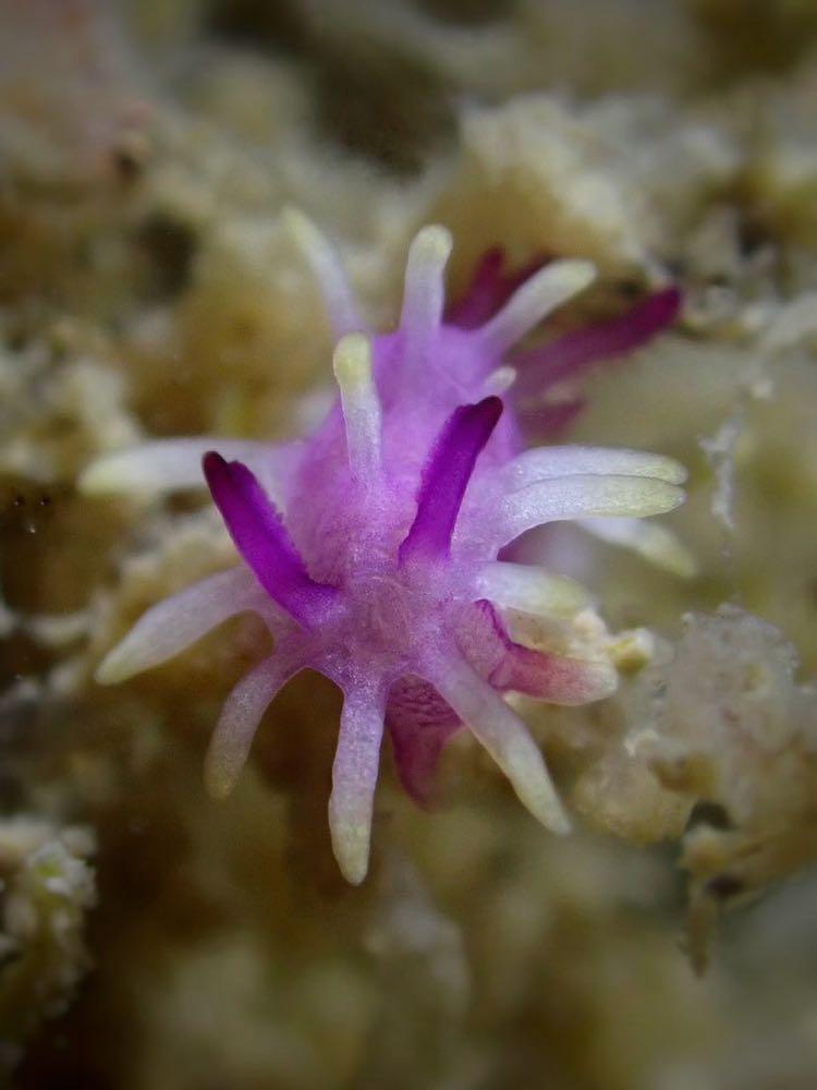 Dive+ Post Selection