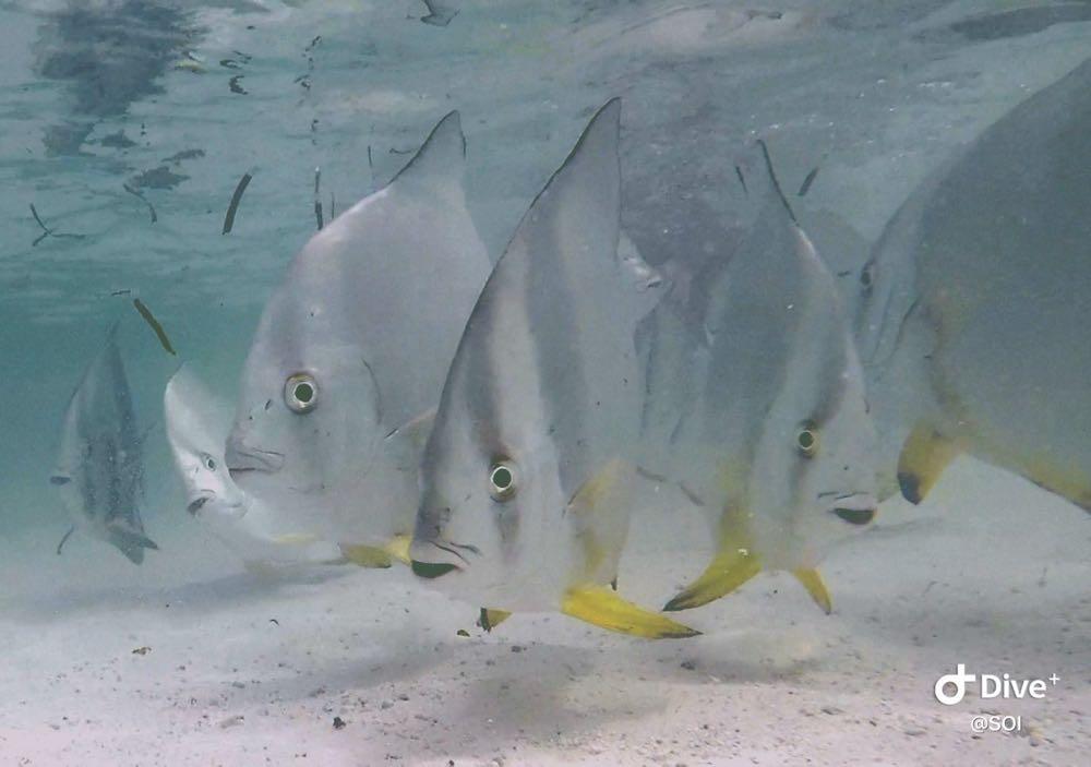 Dive+ Post Selection