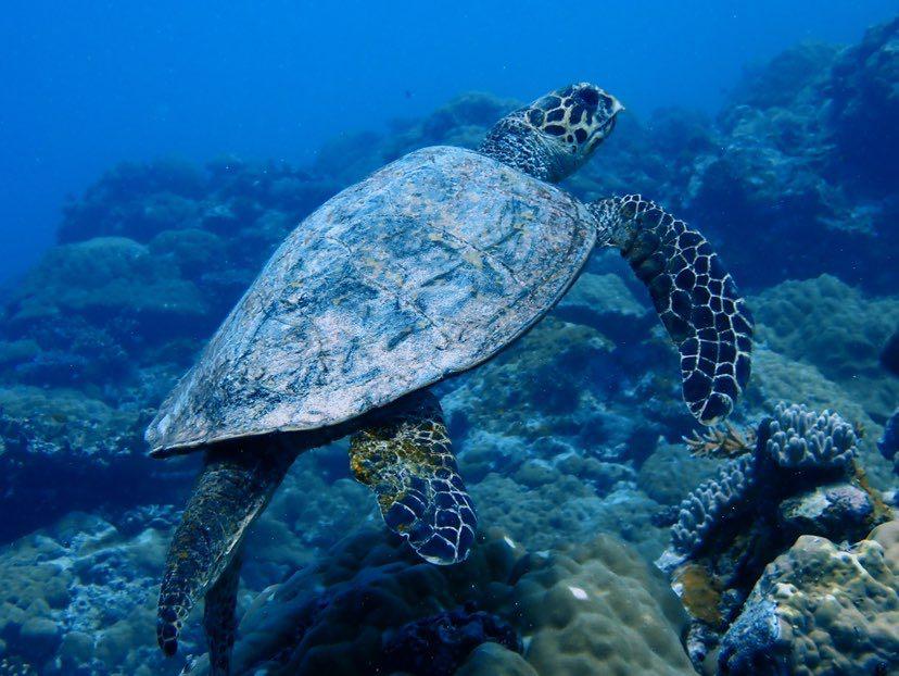 Dive+ Post Selection