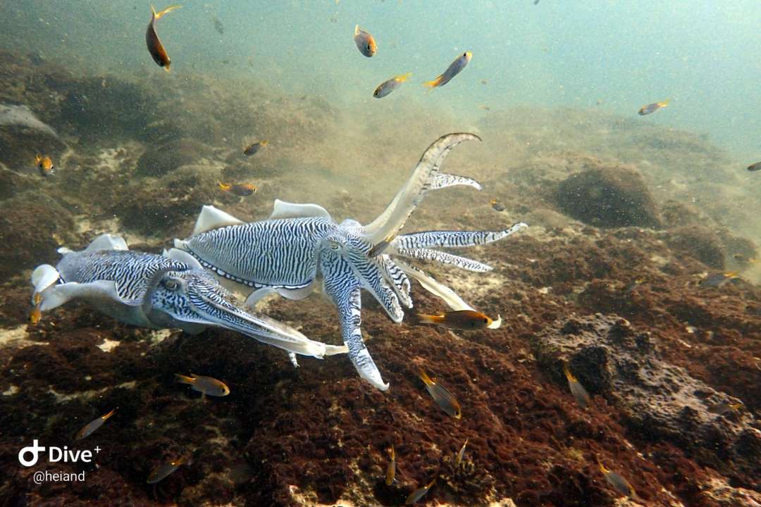 Dive+领路人的帖子