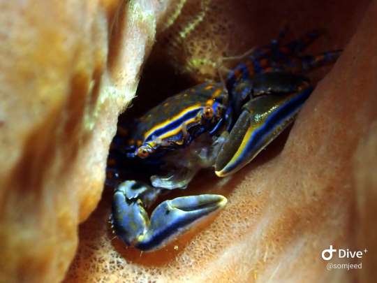 Dive+社區(qū)熱門帖子