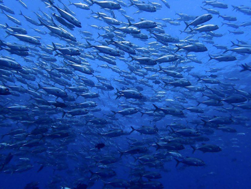 Dive+ Post Selection