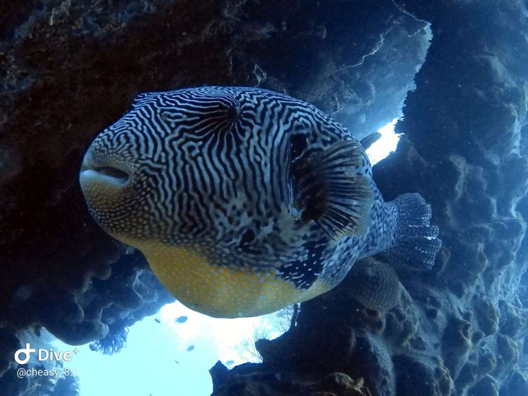 Dive+领路人的帖子