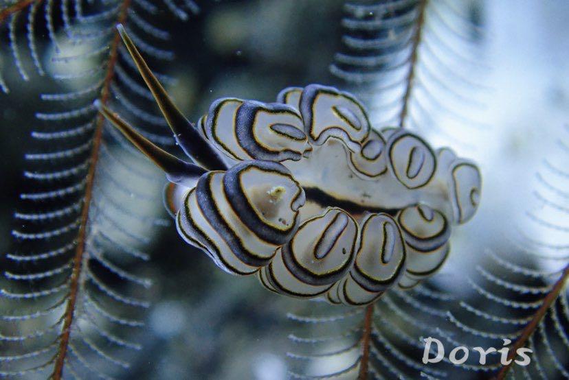 Dive+ Post Selection